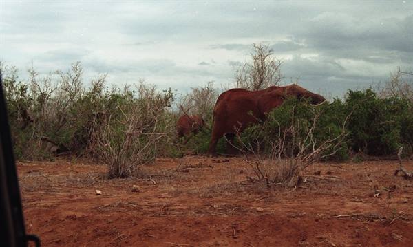 elephant cow and baby