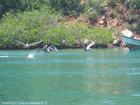 Pelicans