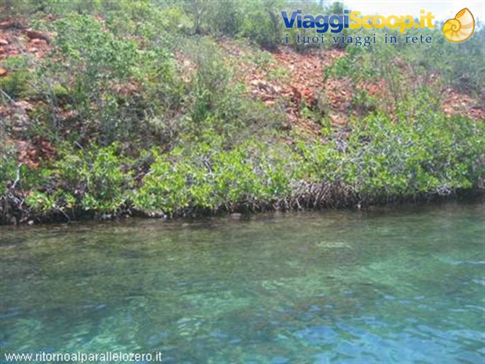Corner of the corals