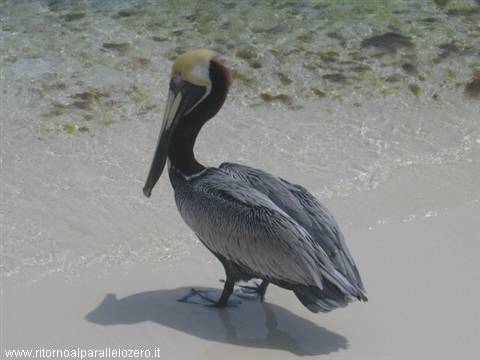 Island inhabitant