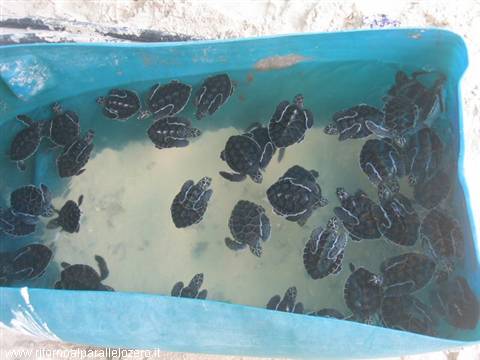 Tortugas