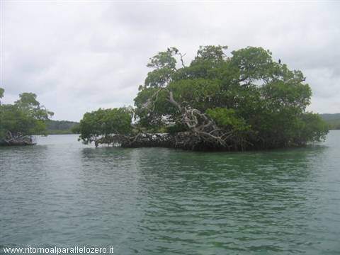 Mangroves