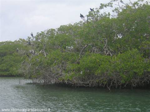 Flora and fauna at Morrocoy