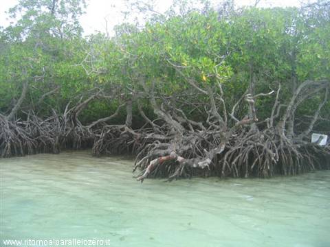 Arrogant mangroves