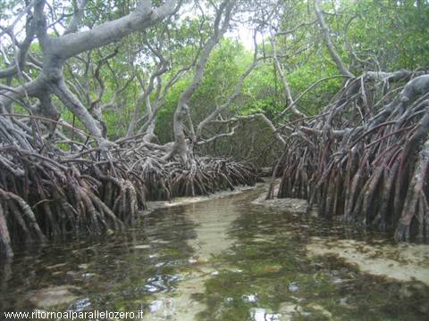 Protruding roots