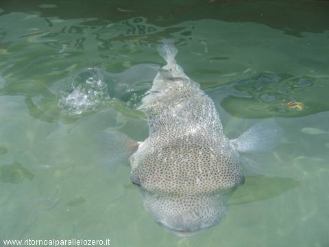 Puffer fish