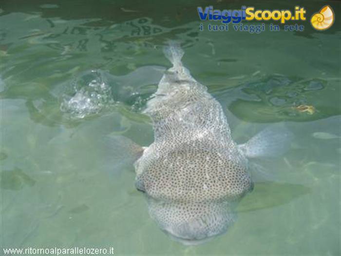 Puffer fish