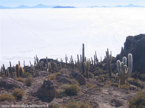 Salt and cactus