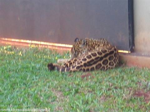Feline in the Itaipu research center