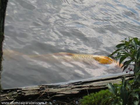 The gilded carp Sapei