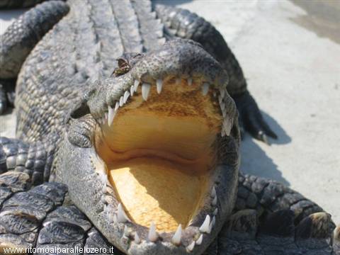 Alligator: lucky it didn't close it