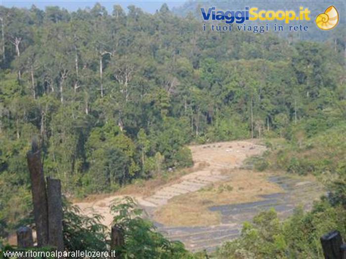 Deforestation