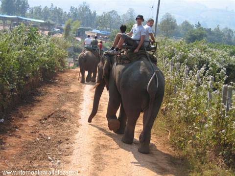 On the back of the elephant