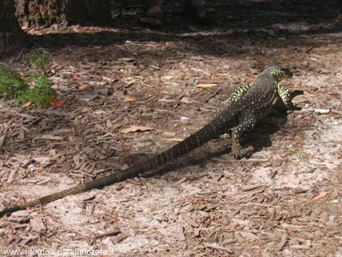 Monitor lizard
