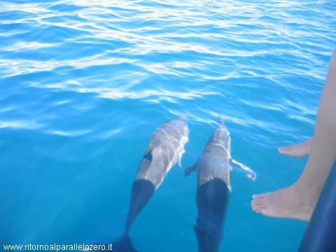 Dolphins