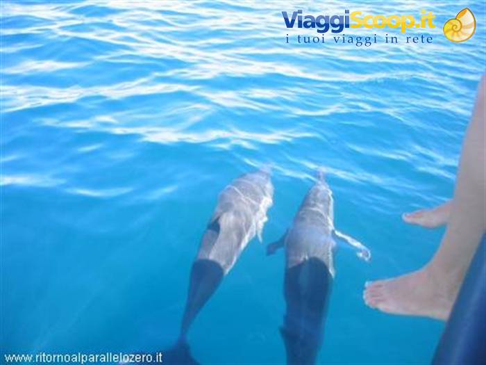 Dolphins