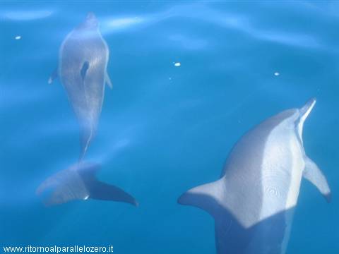Escorted by dolphins