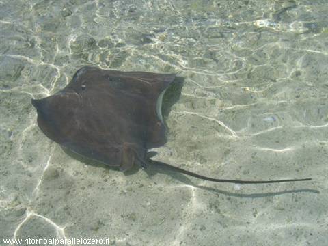 Ray