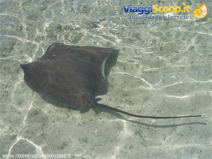Ray