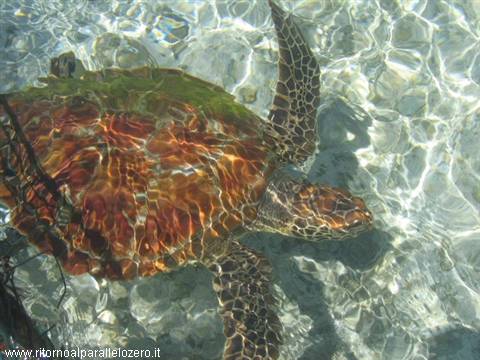 Turtle