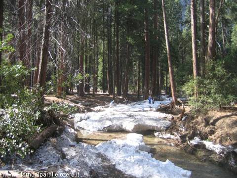 Last snows in the woods