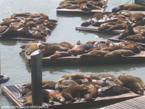 Sea lions