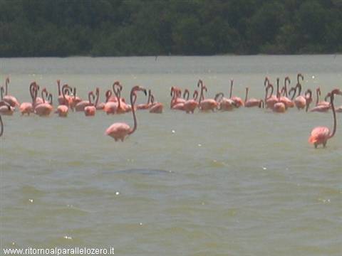 Flamingos