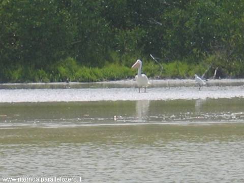 The pelican: do your shopping