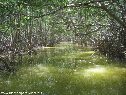 Mangroves