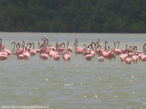 Flamingos