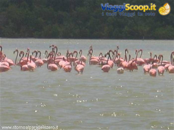 Flamingos