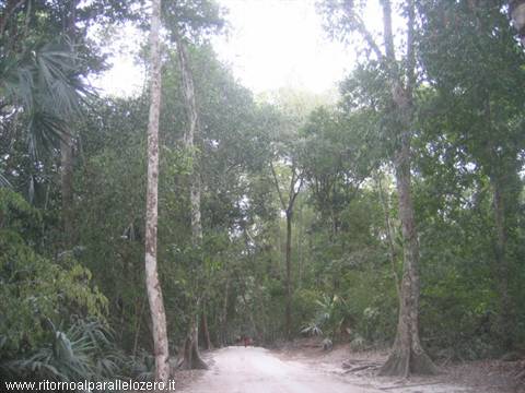 Entrance to the jungle
