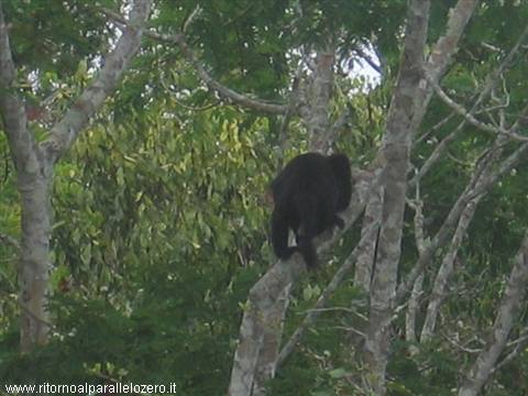 Monkey