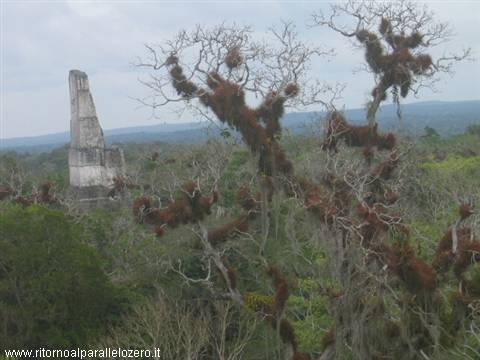 Obelisk in the jungle