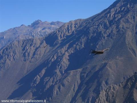 Andean condor