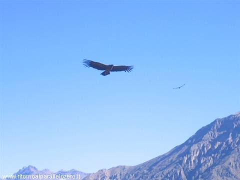 The largest bird in the world