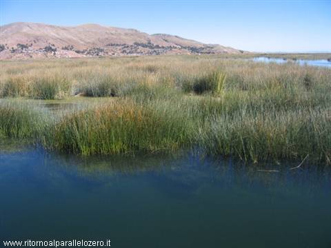 The reeds of the lake