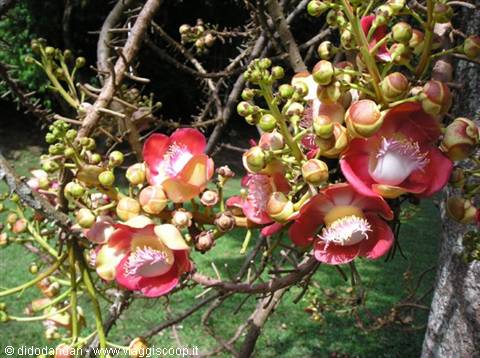Pink cannonball tree flowers among branches and green buds