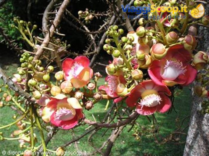 Pink cannonball tree flowers among branches and green buds