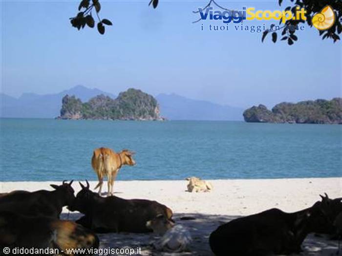 Cows resting on white sand beach with limestone islets in turquoise sea