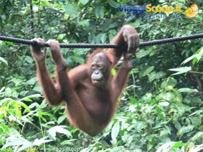 Orangutan hanging on a rope with arms among green forest