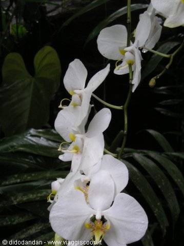 White orchid blooms on a green stem among dark tropical leaves
