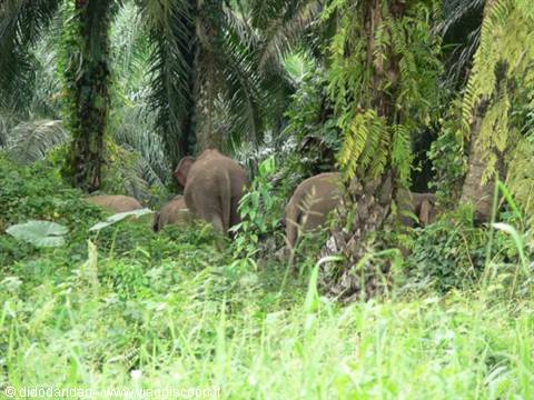 Wild elephants among palms and ferns in tropical forest
