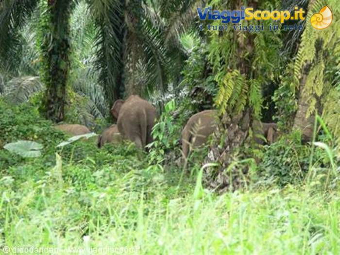 Wild elephants among palms and ferns in tropical forest