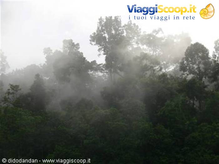 Mist drifting through the green trees of the rainforest