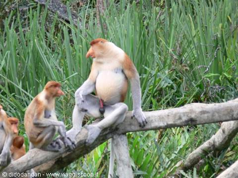 Proboscis monkeys sitting on a tree trunk among swamp vegetation