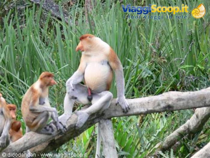 Proboscis monkeys sitting on a tree trunk among swamp vegetation