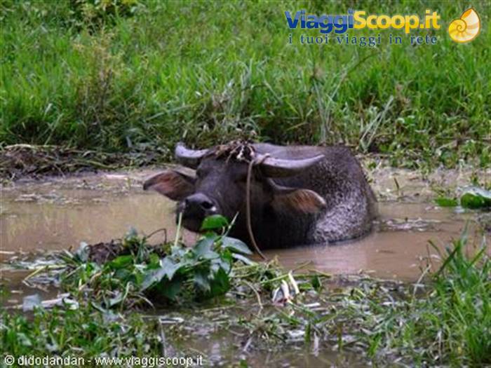 Water buffalo soaking in the mud among green grass