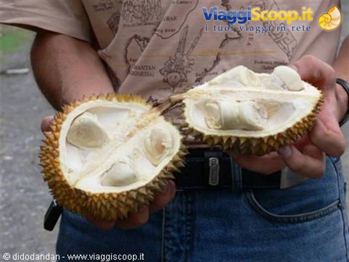 Tourist opens a spiky durian showing the white flesh
