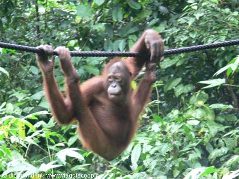 Orangutan hanging by hand and foot from a rope amid Sepilok greenery